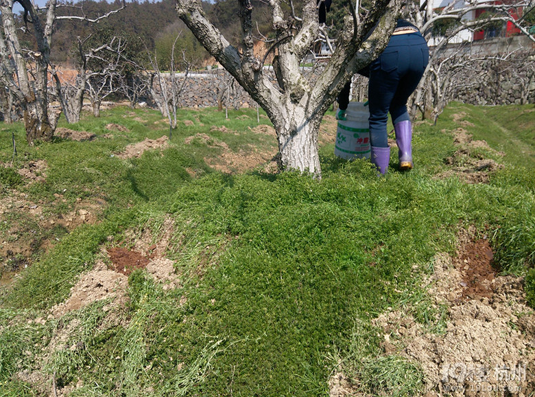 梨花开 春带雨 梨花落 春入梨-2014年严州白梨
