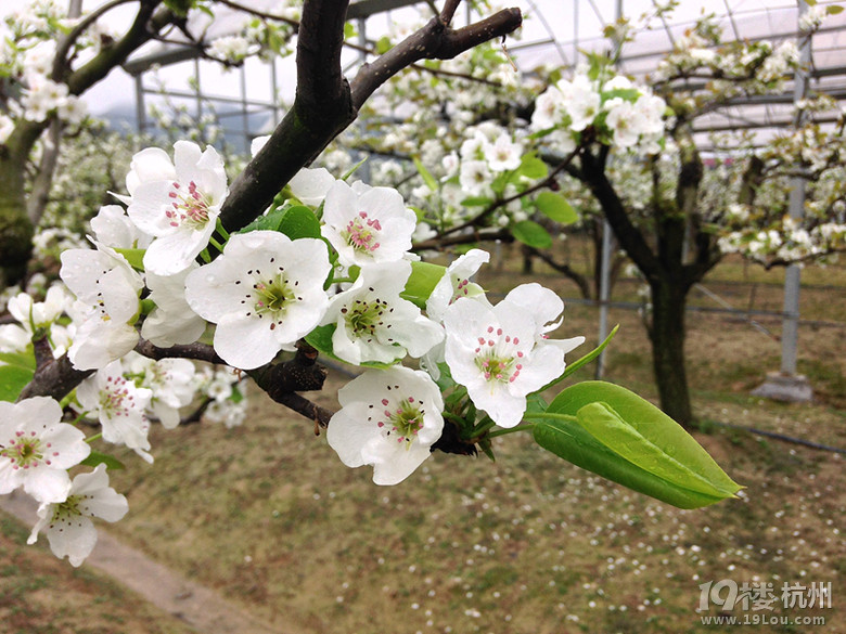 梨花开 春带雨 梨花落 春入梨-2014年严州白梨