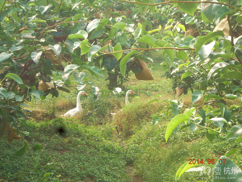 梨花开 春带雨 梨花落 春入梨-2014年严州白梨