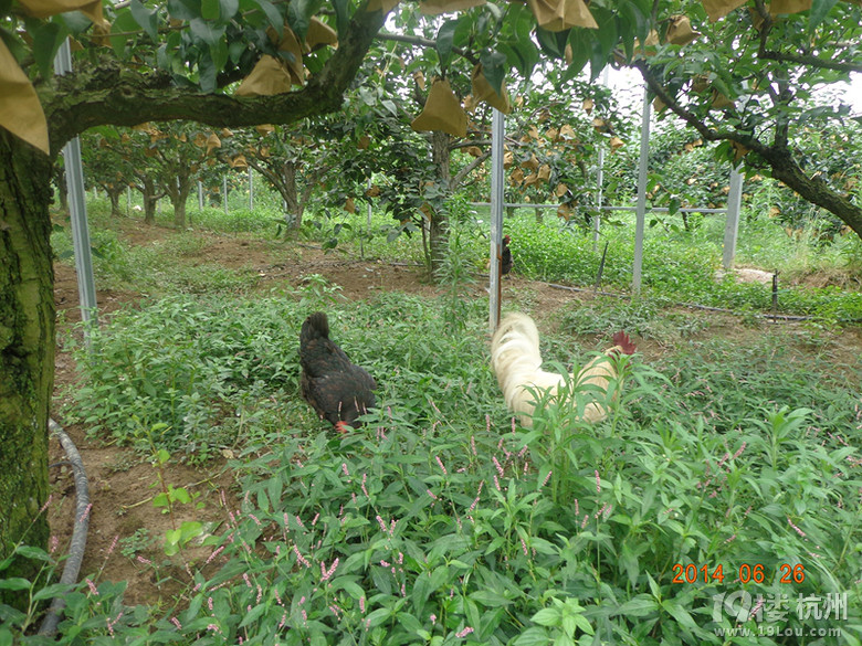 梨花开 春带雨 梨花落 春入梨-2014年严州白梨