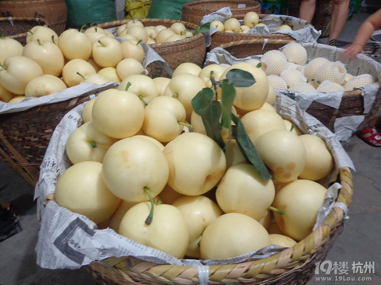 梨花开 春带雨 梨花落 春入梨-2014年严州白梨