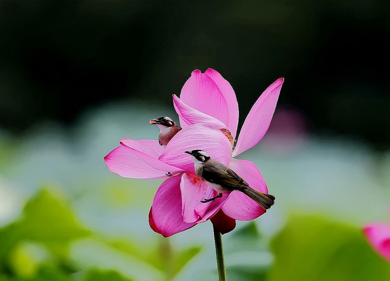 小鳥(niǎo)與王蜂（孤山選攝）