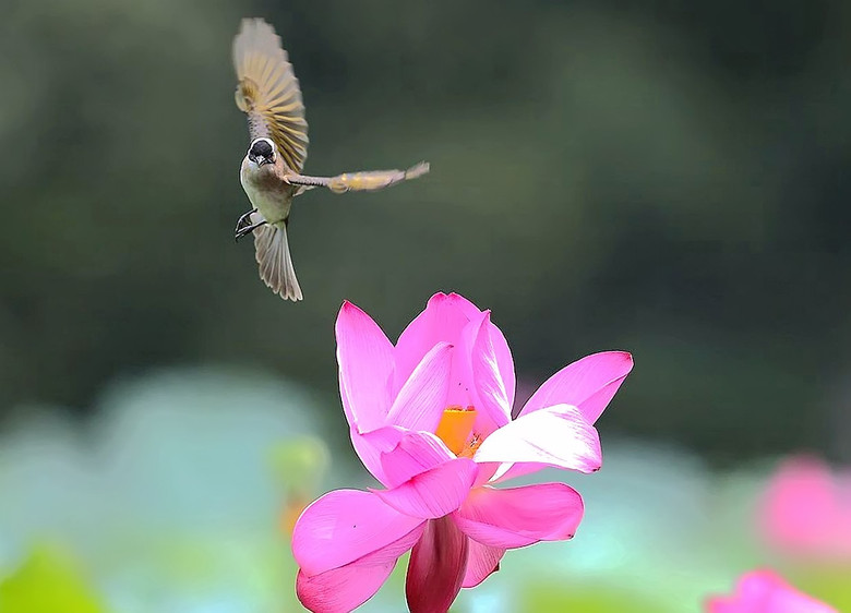 小鳥(niǎo)與王蜂（孤山選攝）