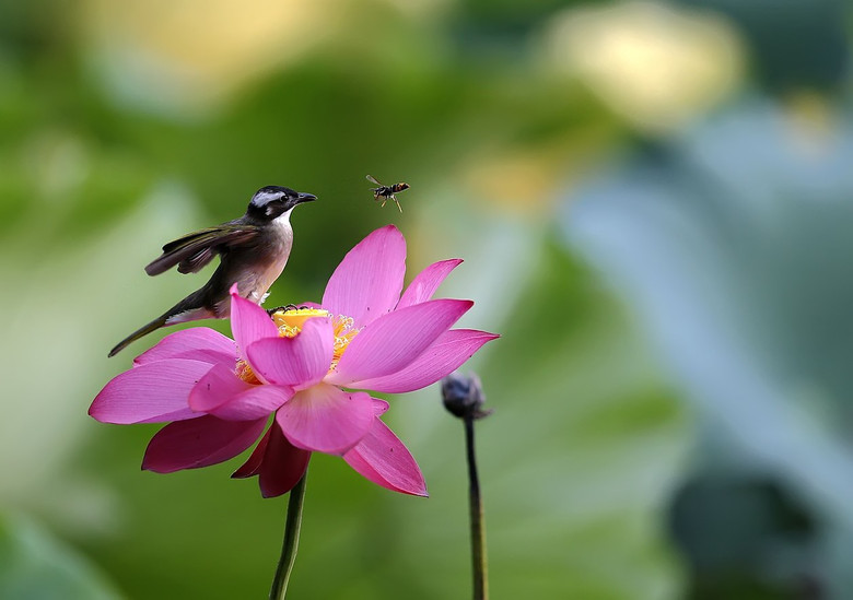 小鳥(niǎo)與王蜂（孤山選攝）
