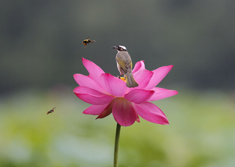 小鳥(niǎo)與王蜂（孤山選攝）