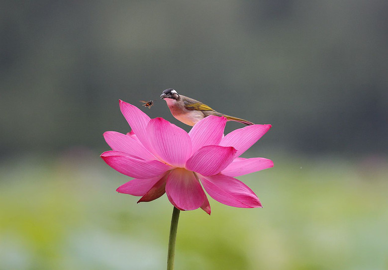 小鳥(niǎo)與王蜂（孤山選攝）