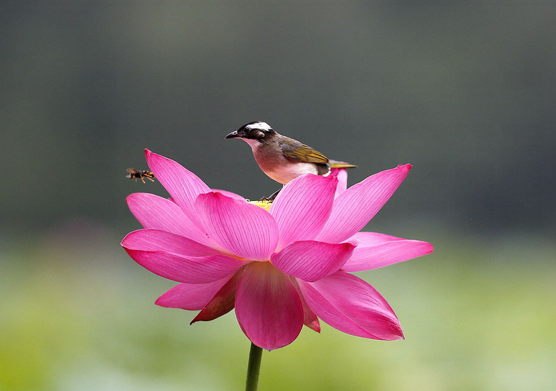 小鳥(niǎo)與王蜂（孤山選攝）