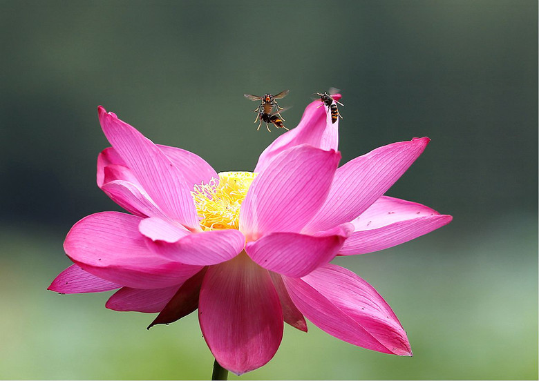 小鳥(niǎo)與王蜂（孤山選攝）