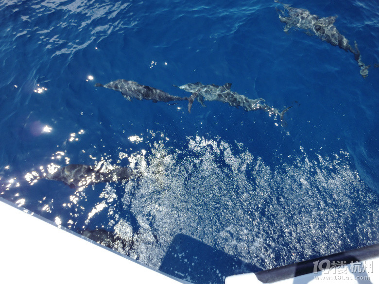 马尔代夫AKV游记-游记攻略-旅游先遣队-杭州1