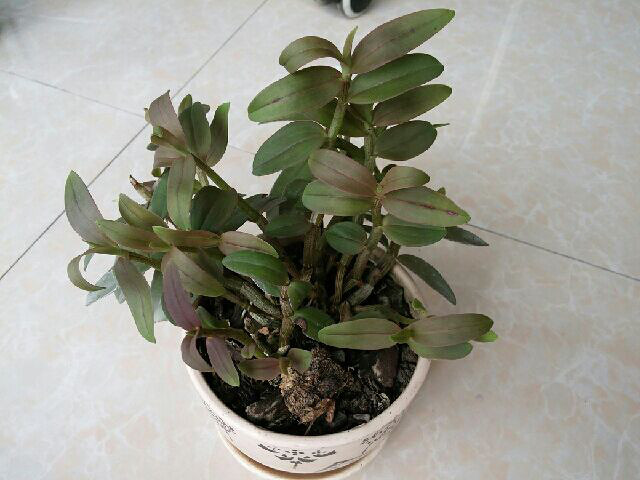 铁皮石斛盆栽,自己在家就可以种