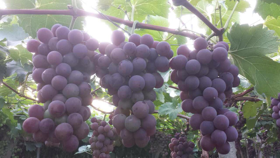 19楼生活馆免费试用No15--浦江巨峰葡萄-试用