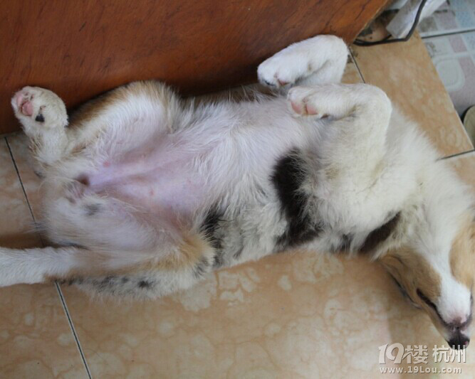 感觉得湿疹了,帮忙看看是不是,2个月大。-爱宠