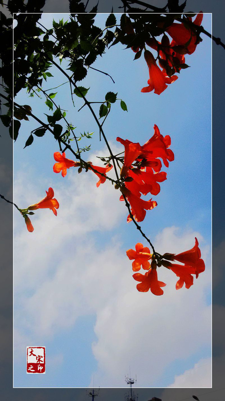 《鲜妍的凌宵花》-风景照-19摄区-杭州19楼