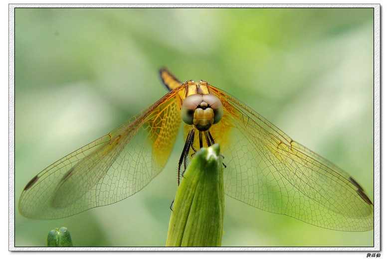 晓褐蜻(雌)-其他-19摄区-杭州19楼