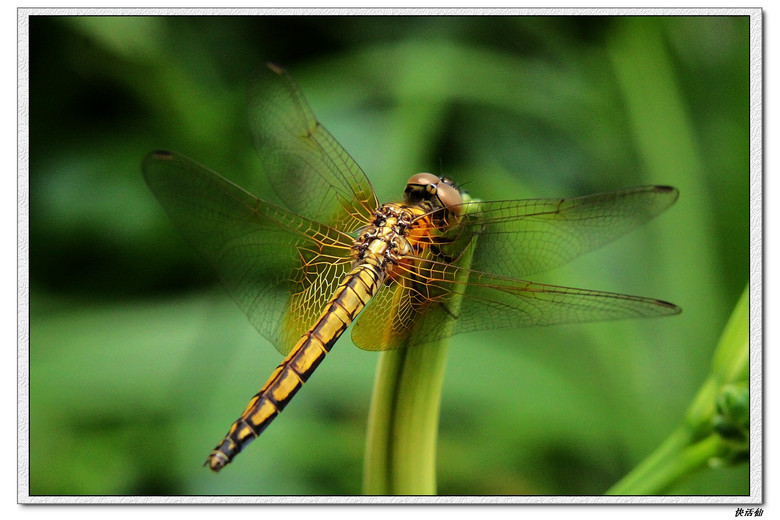 晓褐蜻(雌)-其他-19摄区-杭州19楼