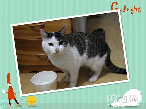 [杭州求领养] 杭州2岁大已绝育黑白花猫求领养~~~ -爱宠分享-家有宠物-杭州19楼