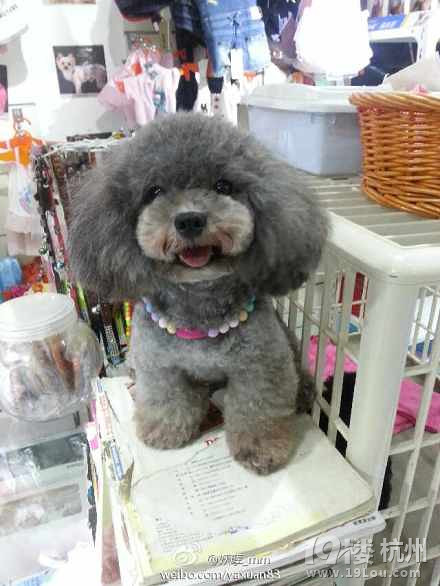 ◆◆◆我家茶杯灰色泰迪贵宾--毛球少爷◆◆◆ -爱宠分享-家有宠物-杭州19楼