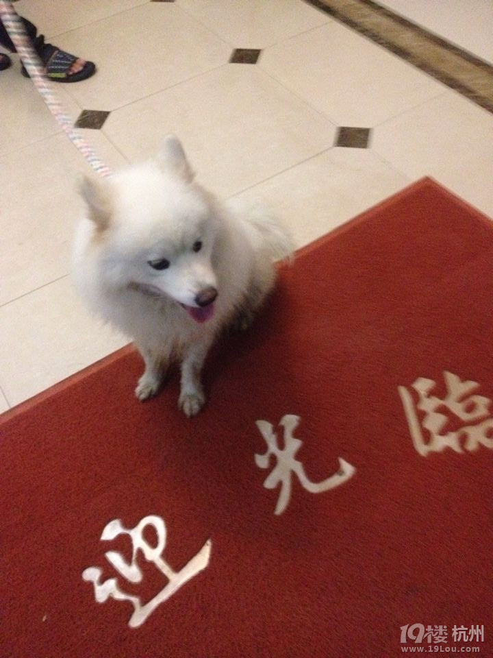 急找会咬人的萨摩耶-寻宠启事-家有宠物-杭州1