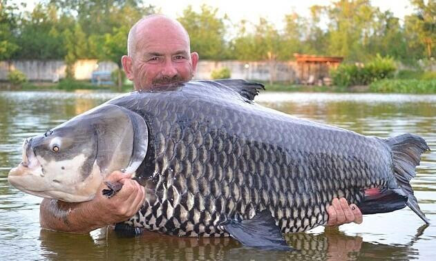 上68公斤巨鲤 合照后放生-奇闻异事-养眼搞笑-