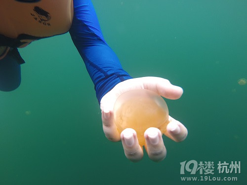 潛水勝地-帕勞游記（海量美圖，海底世界不斷更新）
