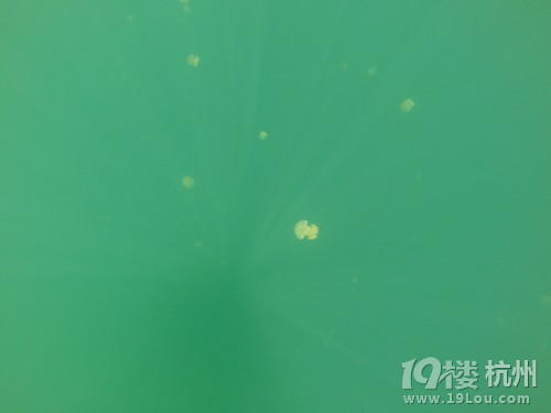 潛水勝地-帕勞游記（海量美圖，海底世界不斷更新）