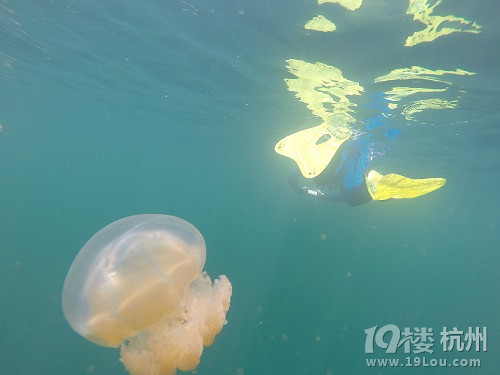 潛水勝地-帕勞游記（海量美圖，海底世界不斷更新）
