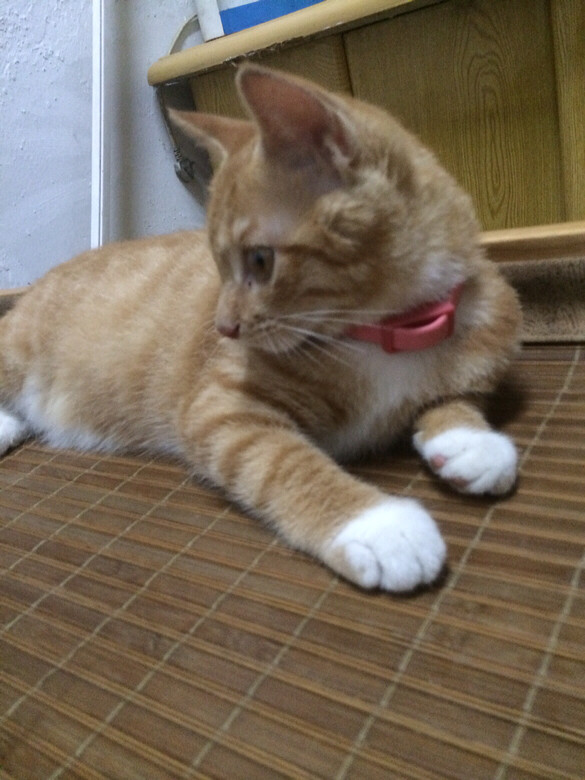 求助!猫喜欢咬人怎么办?-家有宠物-杭州19楼