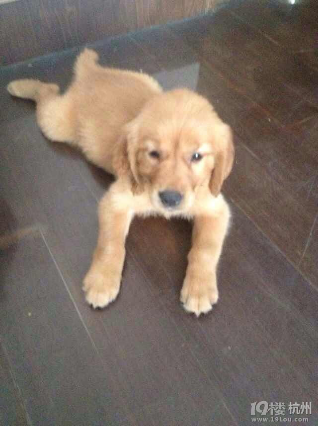 金毛胖丫找老公-爱宠分享-家有宠物-杭州19楼