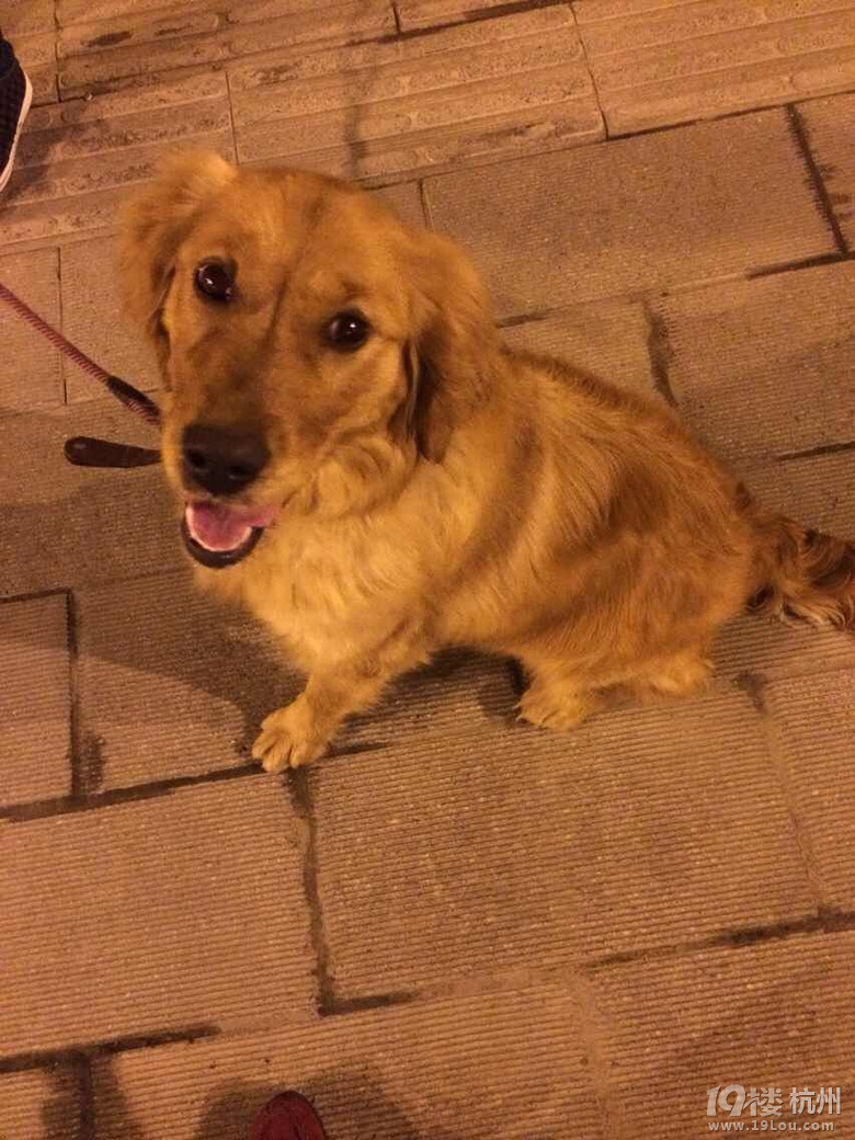 金毛胖丫找老公