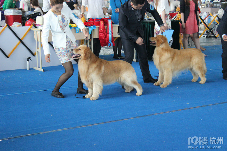 金毛胖丫找老公-爱宠分享-家有宠物-杭州19楼