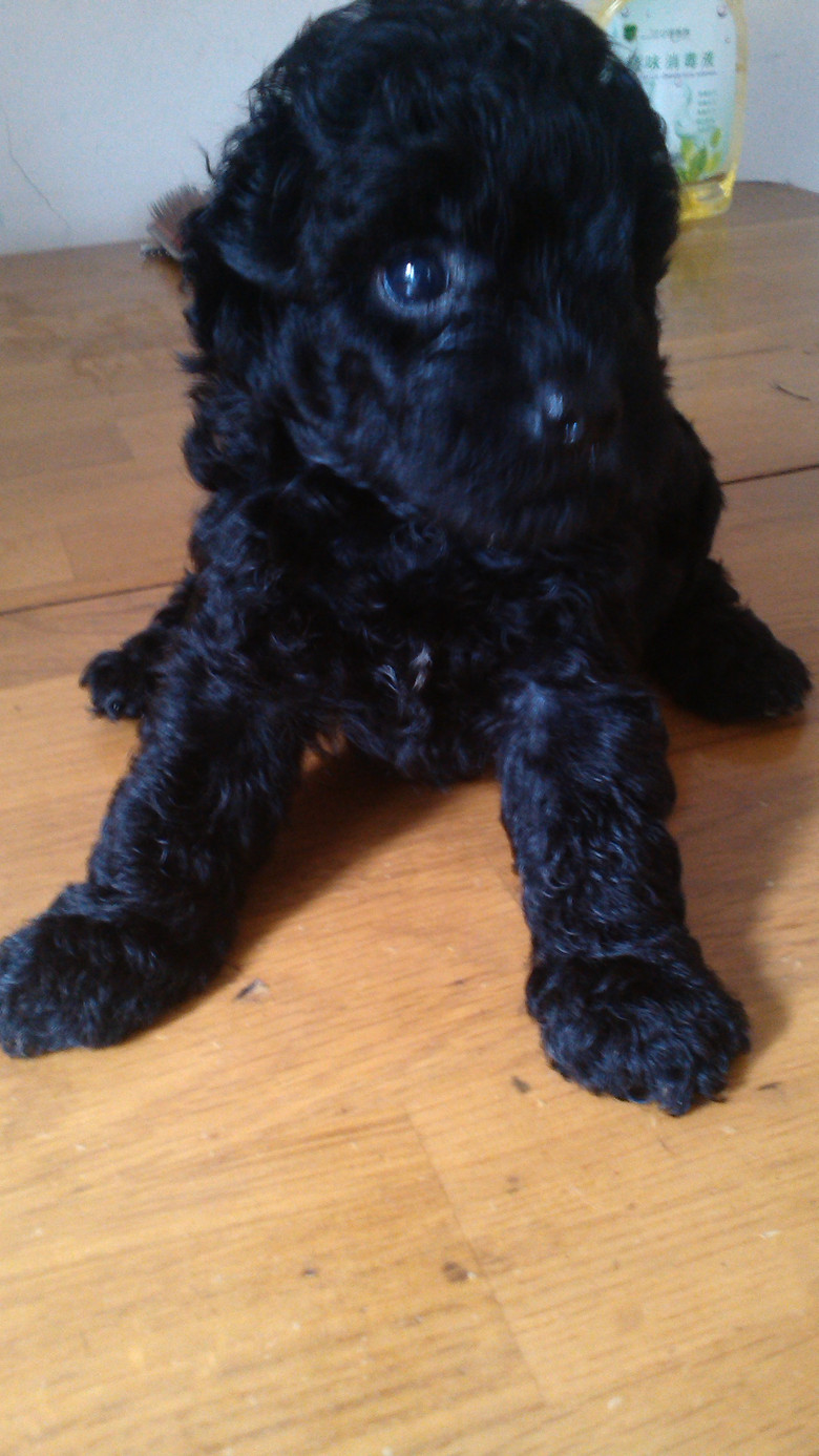 适合学生党饲养的萌宠-我要出售-宠物相关交易