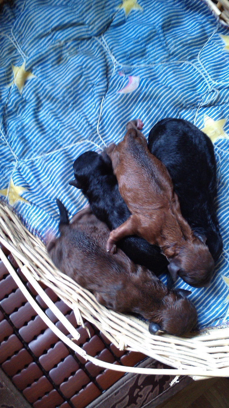 适合学生党饲养的萌宠-我要出售-宠物相关交易