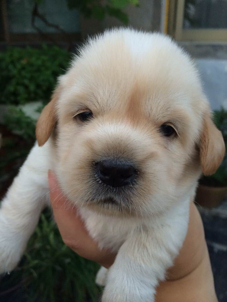 小金毛串的。200一条。8.31满月-免费送养-宠物相关交易区-杭州19楼