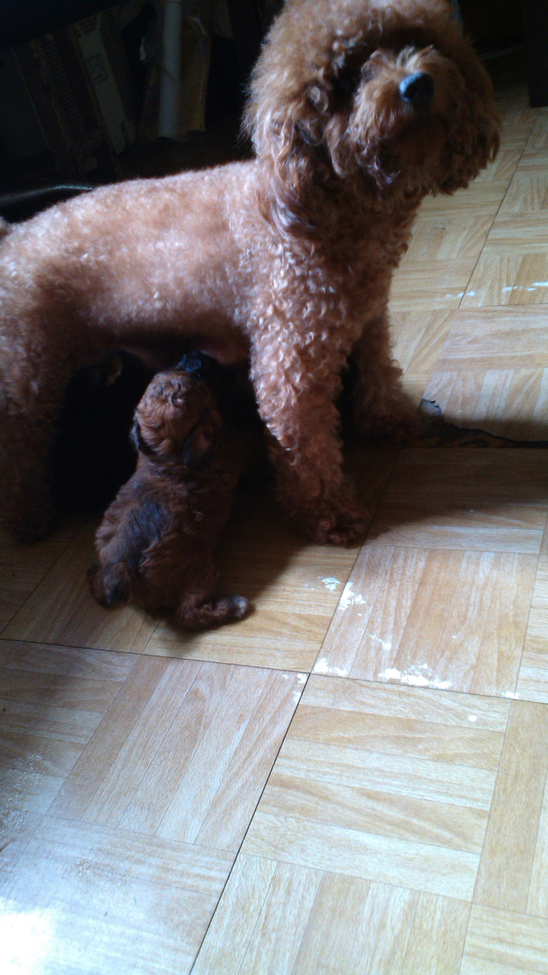 适合学生党饲养的萌宠-我要出售-宠物相关交易