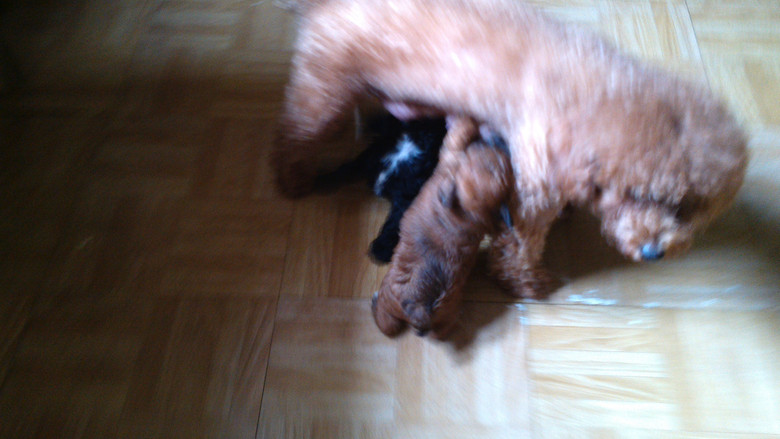 适合学生党饲养的萌宠-我要出售-宠物相关交易