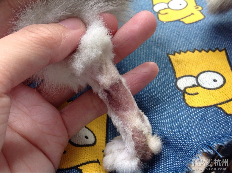 求问!我家猫咪得了猫藓,大家能帮我看看这样算