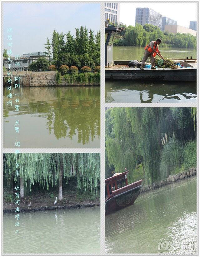 美麗的余杭塘河（三）------&quot;五水共治&quot;我們?cè)谛袆?dòng) 
