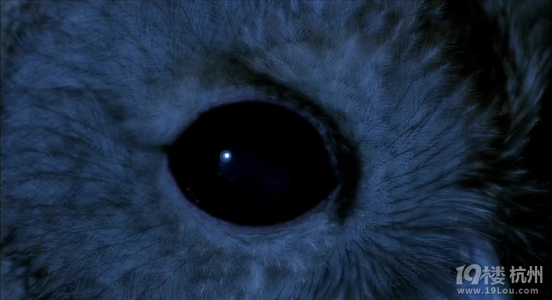 图解电影《守夜人》最悲剧的男主-第32页-恐怖