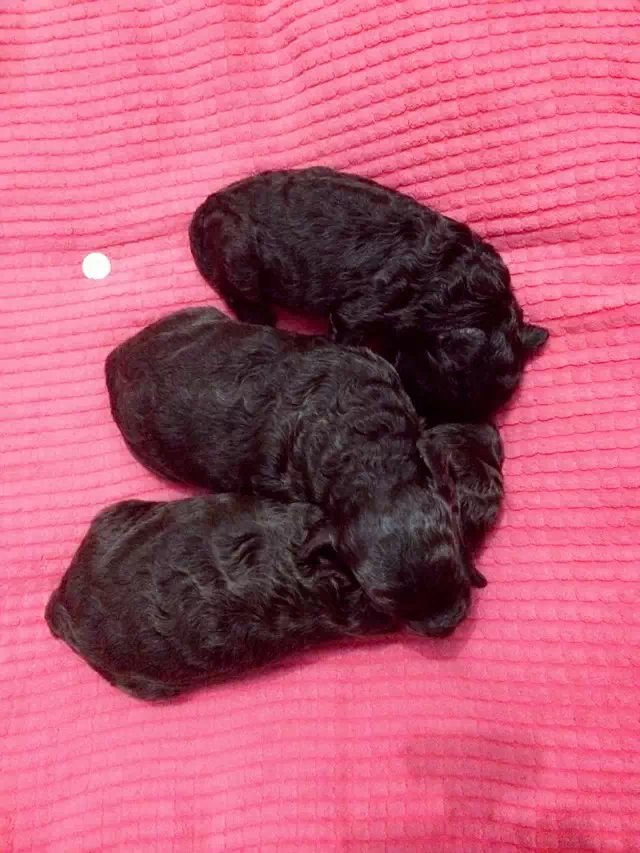 杭州四季青家养深玩具巧克力泰迪犬生了一窝宝