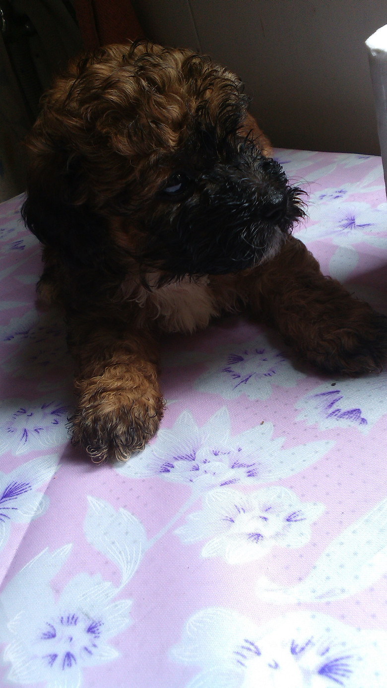 适合学生党饲养的萌宠-我要出售-宠物相关交易