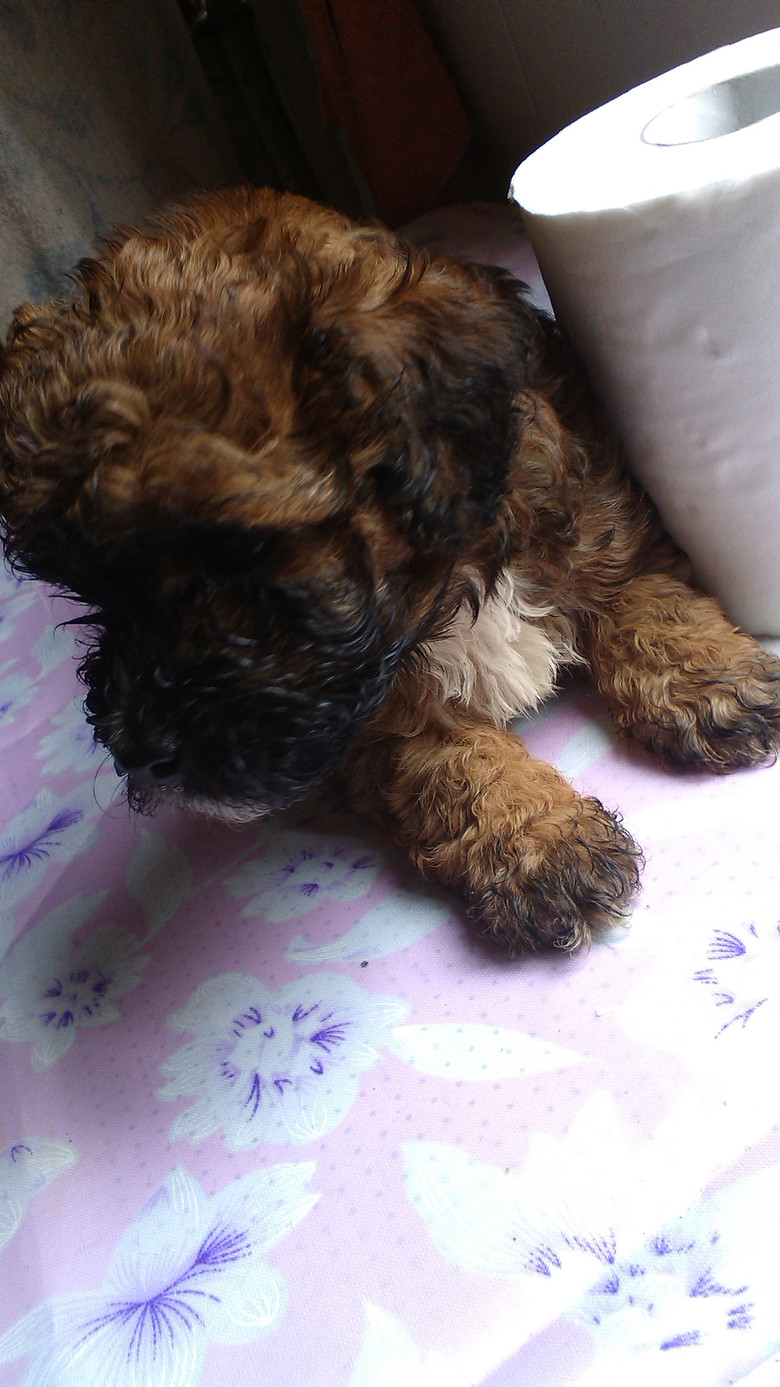 适合学生党饲养的萌宠-我要出售-宠物相关交易