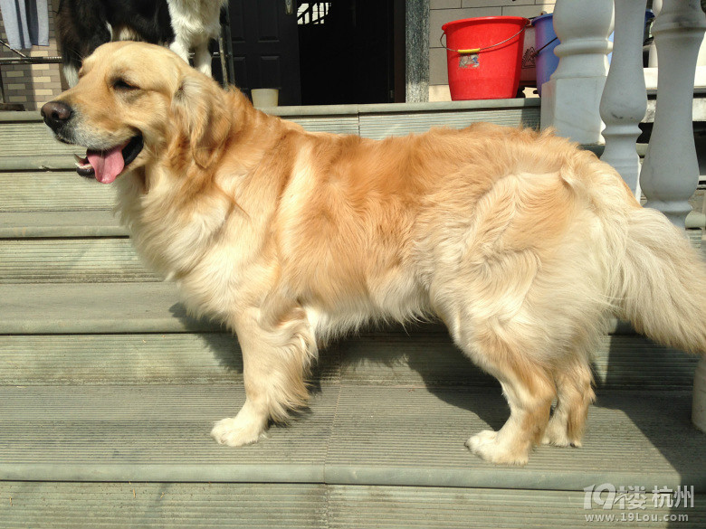 金毛胖丫找老公-爱宠分享-家有宠物-杭州19楼
