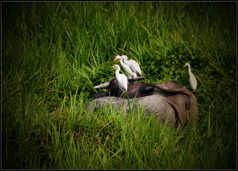 牛呀、羊呀、鹥呀…-风景照-19摄区-杭州19楼