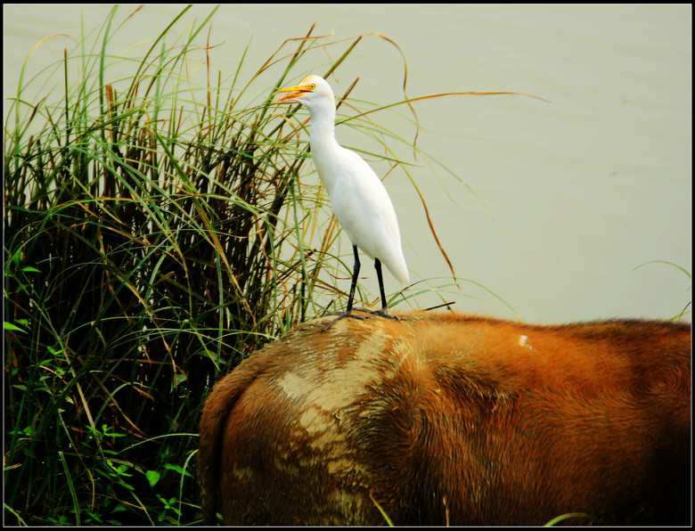 牛呀、羊呀、鹥呀…-风景照-19摄区-杭州19楼