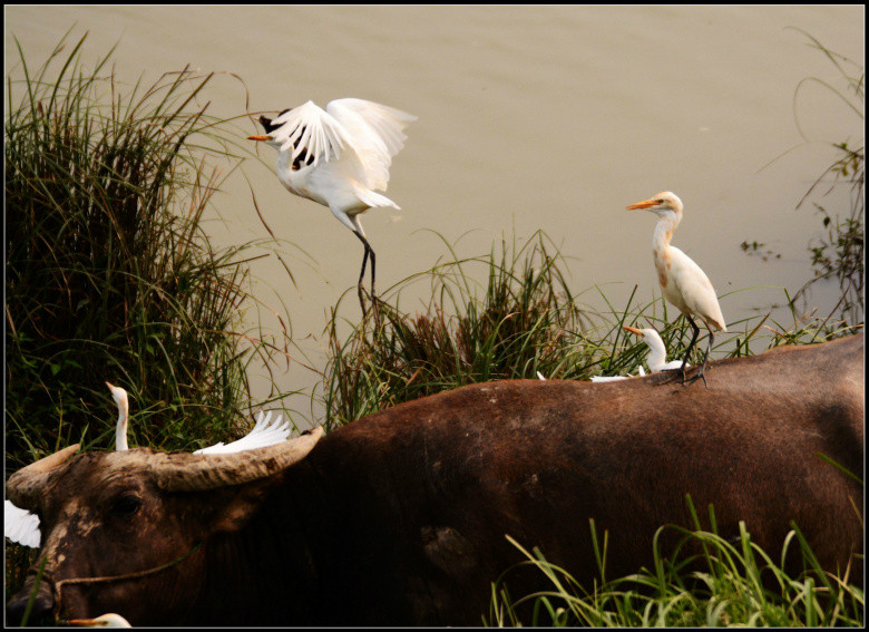 牛呀、羊呀、鹥呀…-风景照-19摄区-杭州19楼