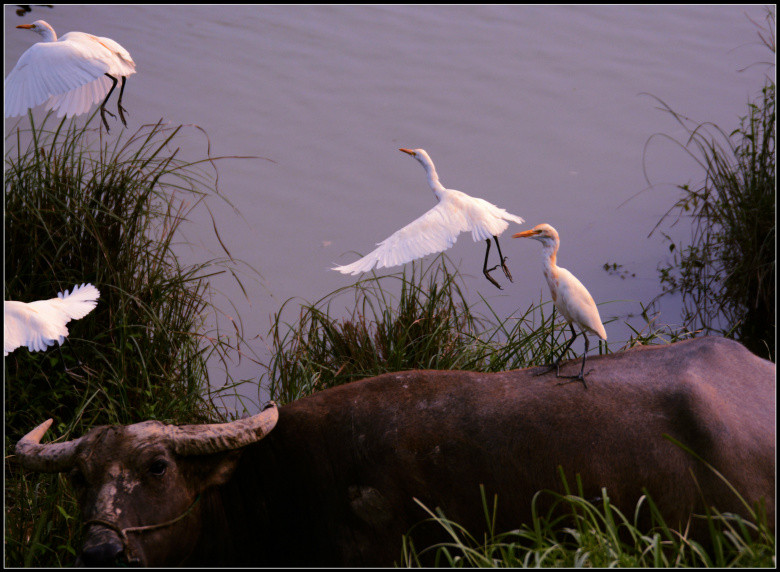 牛呀、羊呀、鹥呀…