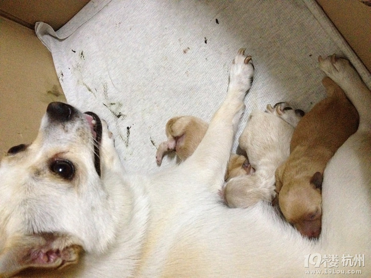 寻狗启示,年迈老爸爸已经病了,请好心人帮忙-寻