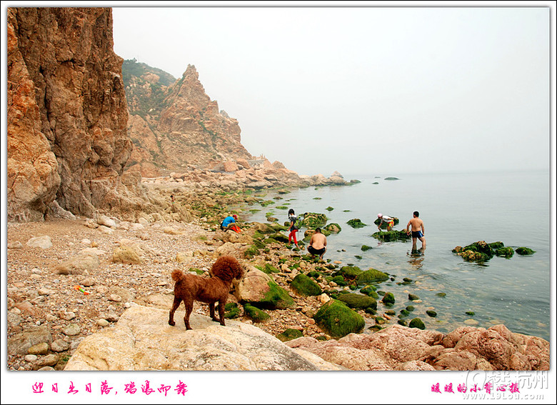 帶狗狗自駕青島威海煙臺游，各種快樂及心酸