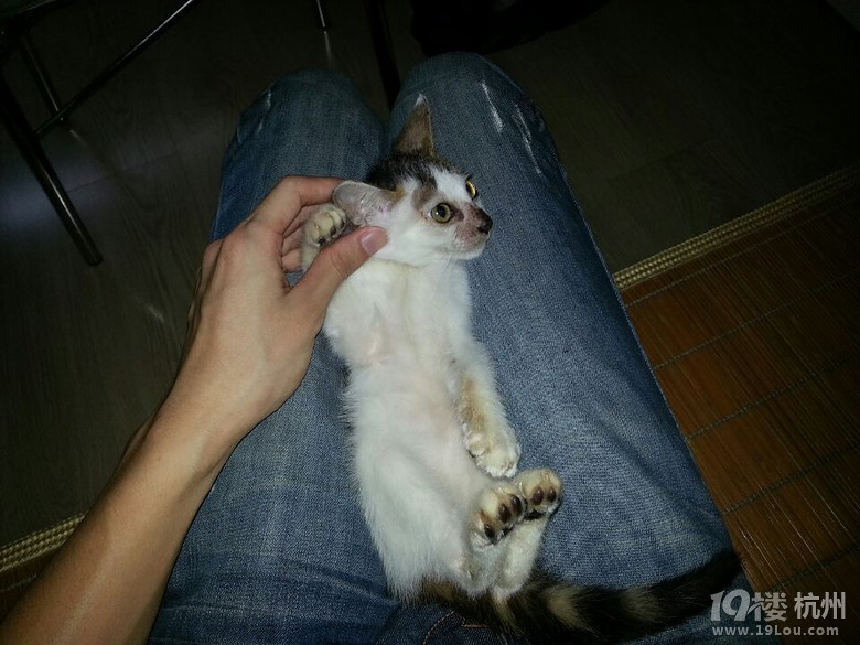自家小貓兩個月大，求愛貓人士收養(yǎng)