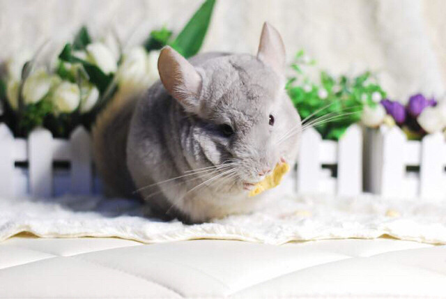 可爱的龙猫-宠物相关交易区-杭州19楼